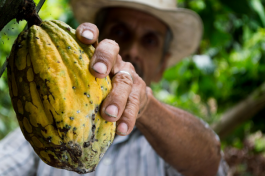 Superfood cacao