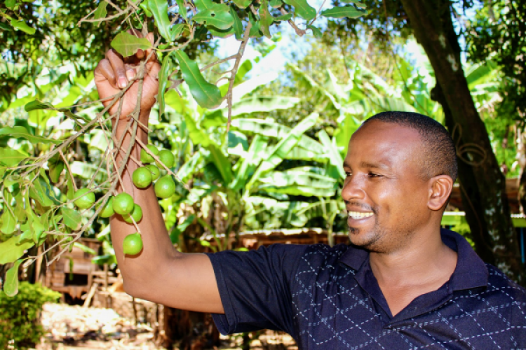 Une ferme de macadamias légèrement différente