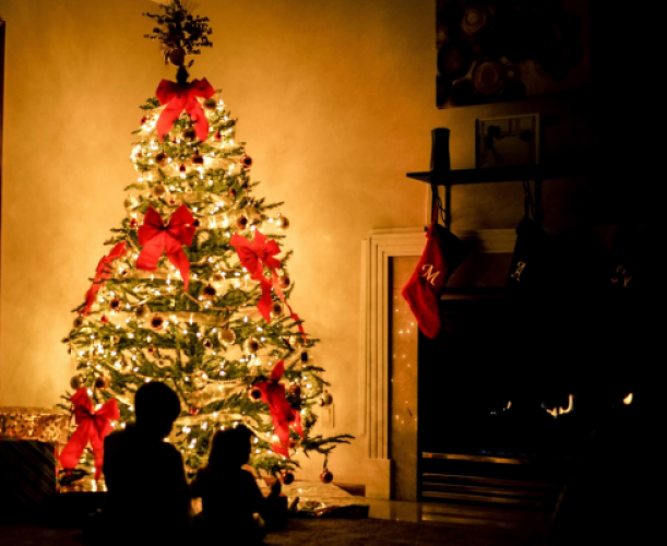Un sapin de Noël vivant – L‘éco-responsabilité au moment de Noël