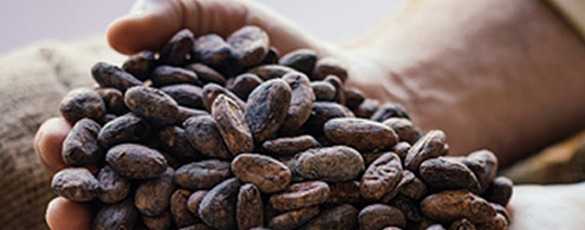 L’histoire de Lifefood L’histoire de Lifefood